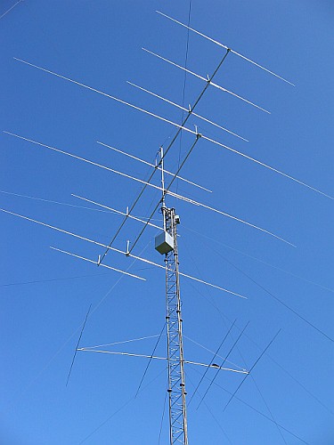 ant1.jpg